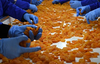 Malatya'da sarı altın 11 ayda 275 milyon dolar gelir