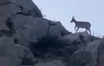 Malatya'da koruma altındaydı: Sürü halinde görüntülendi