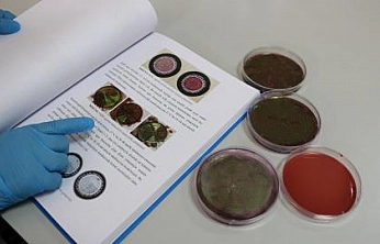 Malatya'da yapılan araştırma gerçeği ortaya çıkardı! Çiğ Sütten Geçiyor