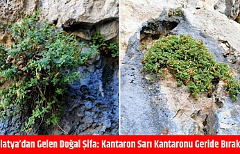 Malatya'dan Gelen Doğal Şifa: Kantaron Sarı Kantaronu Geride Bıraktı!