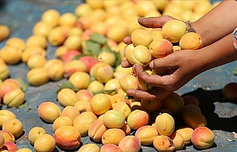 Malatya kayısısı için yeni tehdit! Toprakta 14 yıl yaşıyor...