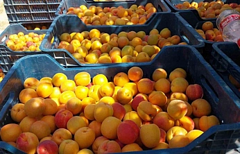 Malatya kayısısının itibarıyla oynanıyor! Gümrükte 'pirinç', tezgahta 'kayısı'
