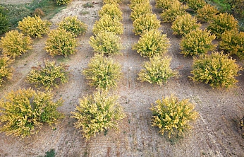 Malatya'nın altın meyvesi renkleriyle görsel şölen sundu