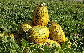 Malatya'nın Çukurovası'nda kavun mesaisi: 1.500 dönümlük alanda 200 ton rekolte bekleniyor