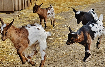 Malatya'nın hayvan sayısı açıklandı: Dağılım dikkat çekti