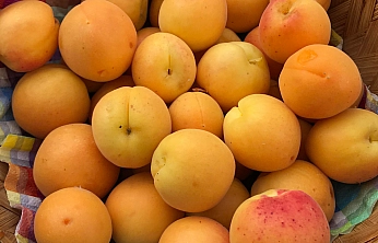 Türkiye 7 üründe dünyada lider, Malatya kayısısı açık ara zirvede