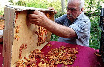 Van'da kayısının kilosu 300 TL'ye satılıyor... Malatyalılar kayısıya hasret kaldı