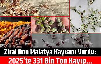 Zirai don Malatya kayısını vurdu: 2025'te 331 bin ton kayıp