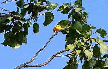 Zirai Don Sonrası Şaşırtan Tablo: Kayseri'de 2, Nevşehir'de 1, Malatya'da sadece bir ilçesinde var