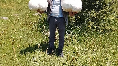 20 kiloluk mantar buldu