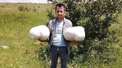 20 kiloluk mantar buldu