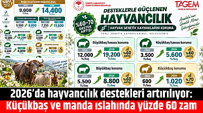 2026'da hayvancılık destekleri artırılıyor: Küçükbaş ve manda ıslahında yüzde 60 zam