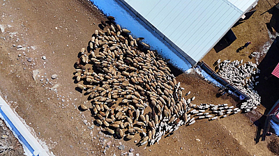 Bakanlık Tescilledi: Malatyalı üreticilere 4,6 milyonluk ek kaynak