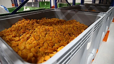 Bilimsel araştırmayla ortaya çıktı: Malatya'daki rakamlar Dünya'yı 4'e Türkiye'yi 10'a katladı | Kayısıda risk mi var?