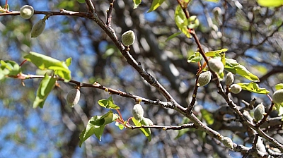 Doğu Anadolu'da kayısı, İç Anadolu'da elma... Zirai dondan etkilendi: Ödemelerin ne zaman yatacağı belli oldu
