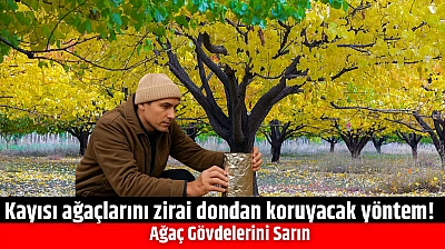 Kayısı ağaçlarını zirai dondan koruyacak yöntem! Ağaç Gövdelerini Sarın