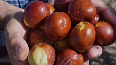 Kayısıdan daha çok gelir getirdi: Çin'den getirip, Malatya'da ekti! 10 gün boyunca çürümüyor.