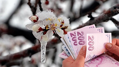 Kayısıya 45 milyon liralık ödeme!