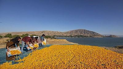 Kuraklık geride kaldı: Malatya kayısısı bu yıl 4'e katladı