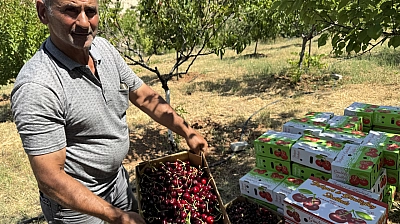Malatya'da 1100 ton rekolte bekleniyor! İngilizler, Almanlar şimdiden sıraya girdi