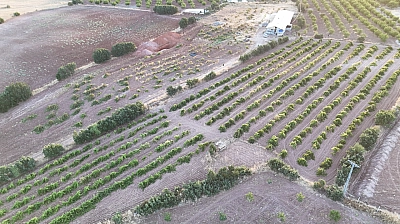 Malatya'da 150 dönümlük alanda yetiştirildi: Kilosu 600 TL'den satılıyor