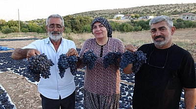 Malatya'da 300 dönümlük alanda üretiliyor! Kilosu 600 TL'den satılıyor