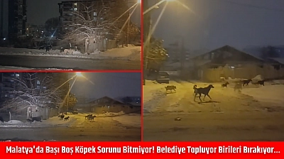 Malatya'da başı boş köpek sorunu bitmiyor! Belediye topluyor birileri bırakıyor…