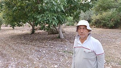 Malatya kayısısının sigortasıydı: Hasat başladı!