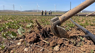 Malatya'da ekilmeyen araziler kiraya verilecek: İlçe ilçe askı listeleri açıklandı