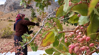 Malatya'da kayısıya alternatif olarak ekilmişti: 1,5 ton rekolte bekleniyor