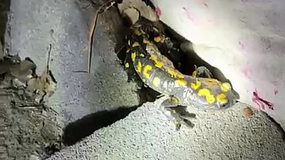 Malatya'da kısa süre göründü, sonra sır oldu!