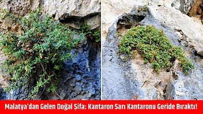 Malatya'dan Gelen Doğal Şifa: Kantaron Sarı Kantaronu Geride Bıraktı!
