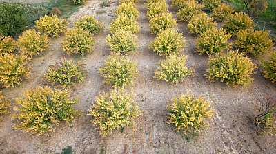 Malatya'nın altın meyvesi renkleriyle görsel şölen sundu