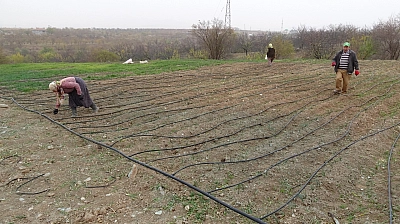 Malatya'nın yeni 'Altın'ı: Gramı 600 liradan satışa sunuldu!