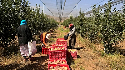 Resmi Gazete'de yayımlandı! 2027 tarım destekleri belli oldu| Malatya'da ürün deseni şekillendi...