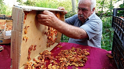 Van'da kayısının kilosu 300 TL'ye satılıyor... Malatyalılar kayısıya hasret kaldı