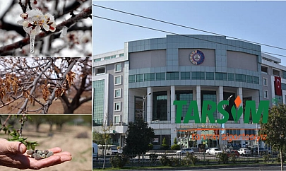 Malatya'da zirai don kayısı üreticisini vurdu: MTSO'dan TARSİM'e adil olun çağrısı…!