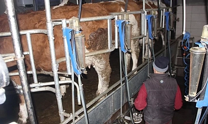Yem fiyatları üreticiyi zorladı: Süt inekleri kesime gidiyor!
