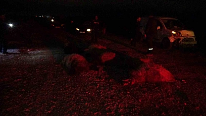 Taksi sürüye daldı koyunlar telef oldu