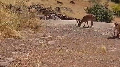Avlanması yasak dağ keçileri sürü halinde görüntülendi