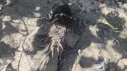 Malatya'da itfaiye mahsur kalan köpeği son anda kurtardı