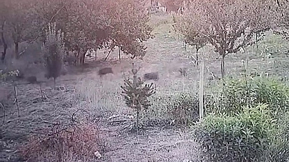 Malatya'da sürü halinde görüntülendi