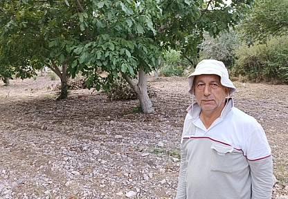 Malatya kayısısının sigortasıydı: Hasat başladı!