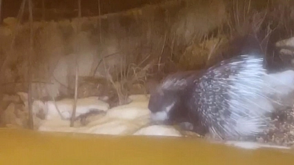 Afrika'nın tehlikeli kirpisi Türkiye'de! Bakın hangi ilde göründü!