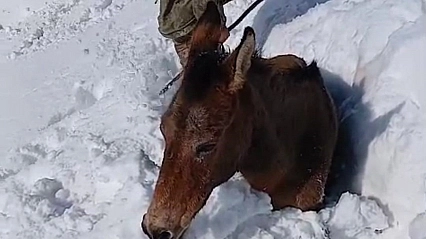 Dağda karda mahsur kalan katırlar kurtarıldı