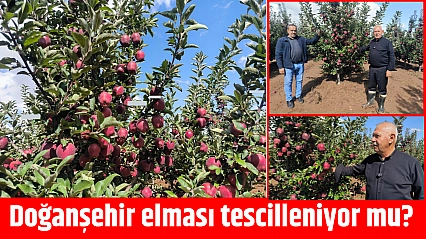 Doğanşehir elması tescilleniyor mu?