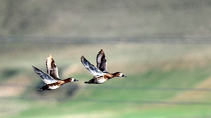 Ekşisu Sazlığı yüzlerce kuşa yuva oldu