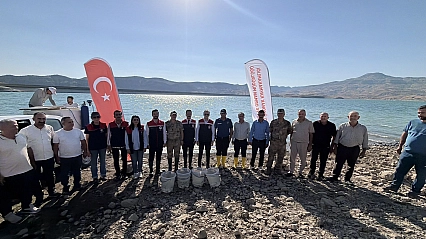Ilısu Baraj Gölü'ne 800 bin yavru şabut balığı bırakıldı