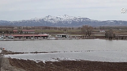 Kangal köpeği çiftliği su altında kaldı