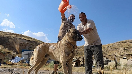 Kangal köpekleri sıcakta ciddi sağlık sorunları yaşayabilir